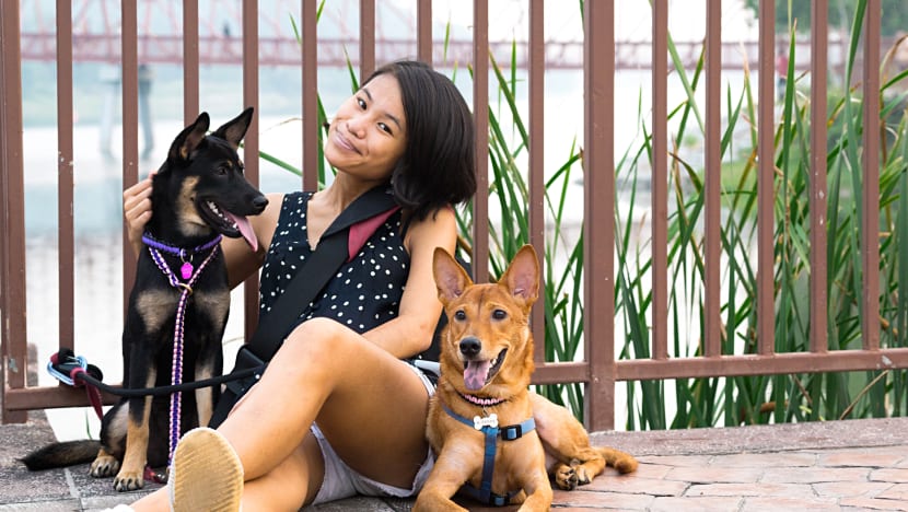 Owners buying insurance for cats, dogs