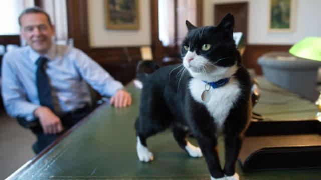 英国前“首席捕鼠官” 知名公务猫安详离世