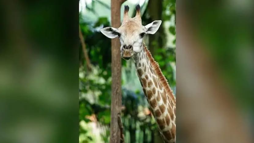 Zirafah Taman Haiwan S'pura, Lucy, mati semasa melahirkan