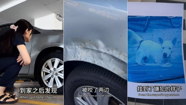 爱车被流浪狗咬满凹洞 马国女拿狗照片报案图索赔