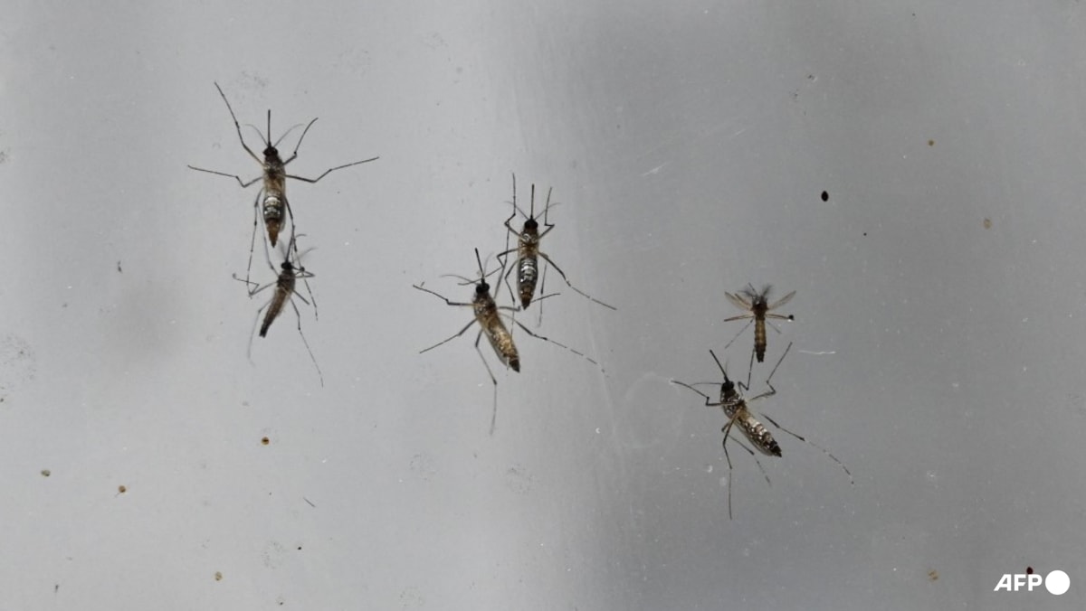 Wolbachia mosquitoes to be released at 4 more sites, including Bedok and Marsiling, to curb dengue