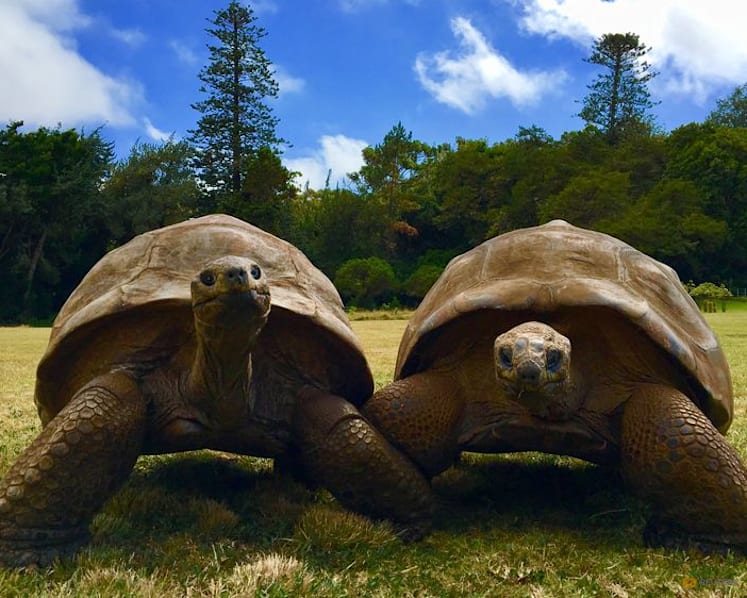 A 194-year-old tortoise, world's oldest land animal, may hold clues to longer life