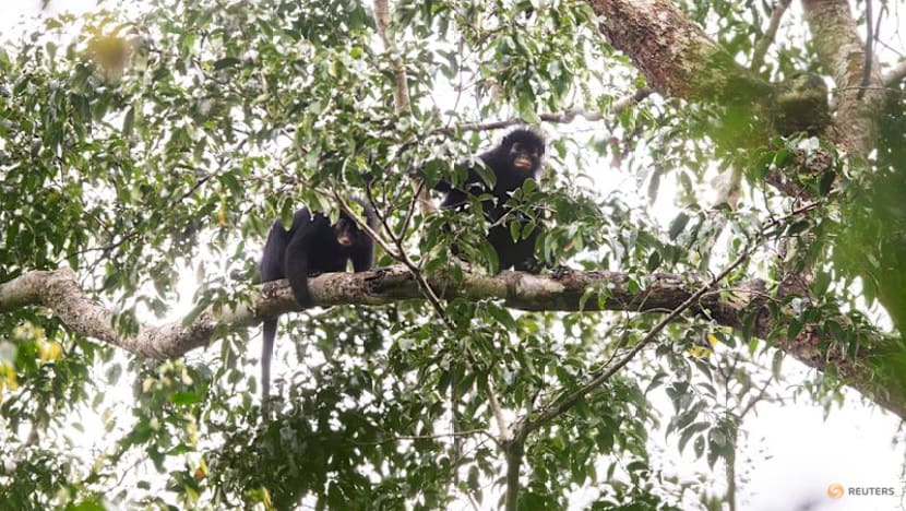 Scientists find new monkey species in Congo's rainforest