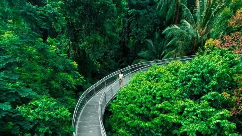 Parts of Telok Blangah Hill Park trails closed for repairs until 2026 following slope failure