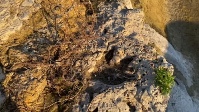 得克萨斯州洪灾冲走大量泥土 志愿者意外发现1亿多年前的肉食恐龙足迹