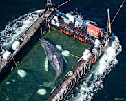 Humpback whale 'Timmy' released in the North Sea after weeks stranded off Germany