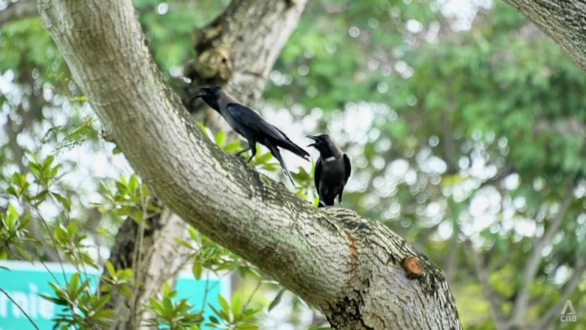 Better ways to control crow numbers than culling them, says ACRES after Bishan crow attacks
