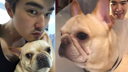 Lee Teng Heartbroken After Beloved Dog Of 13 Years Dies While He's Overseas