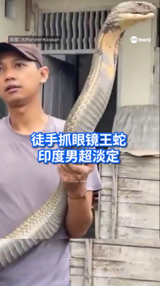 Big snake in India_Final 20250711