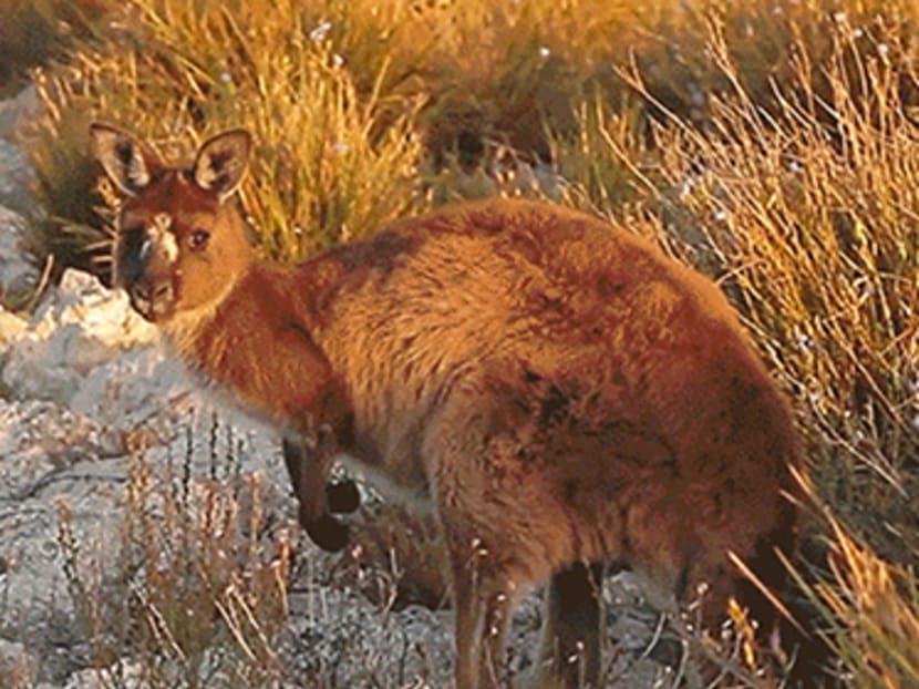 What not to do when you meet a kangaroo on Kangaroo Island What not to do when you meet a kangaroo on Kangaroo Island