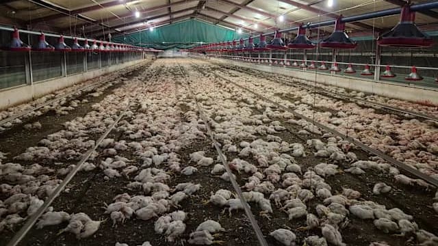 因饥饿互噬食  南非养殖场逾35万只鸡被安乐死