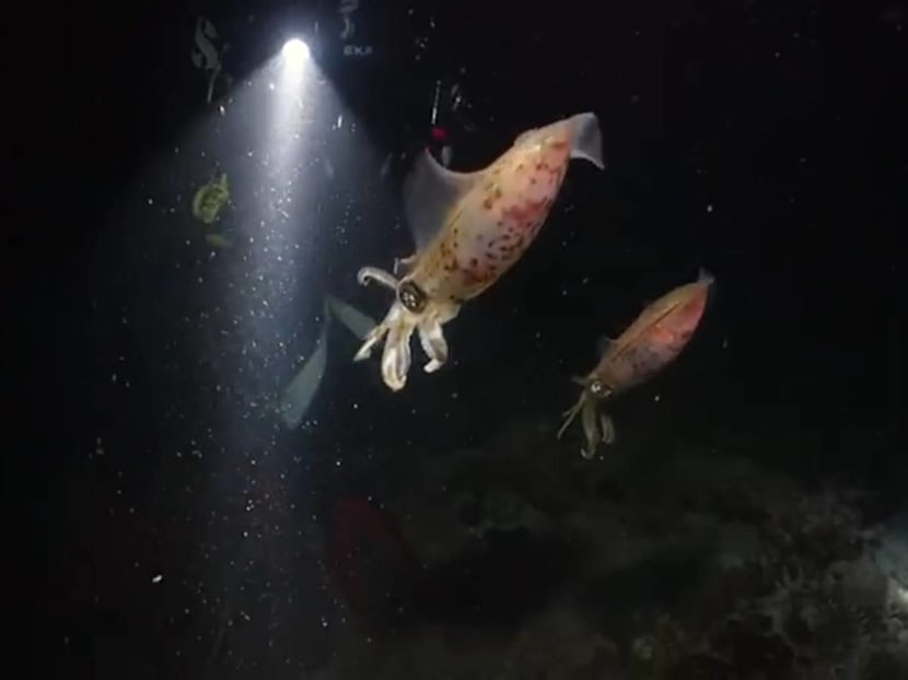 Veteran Ch 8 Actor Richard Low Becomes Certified Scuba Diver At Age 66, Proves Age is Just A Number