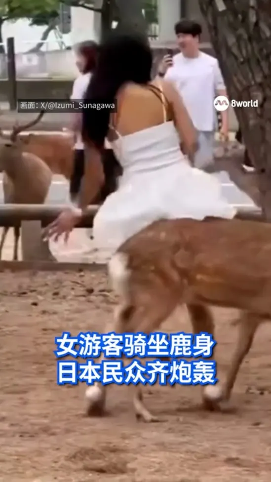 4june_nara deer_2