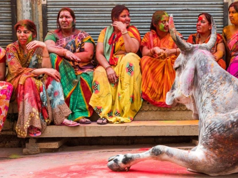 A group of Indian women and a cow during the Holi Festival in Jaisalmer on March 24, 2016. Photo: AFP