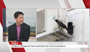 What's Coming Up - Talking Point On Singapore’s Battle Against Crows