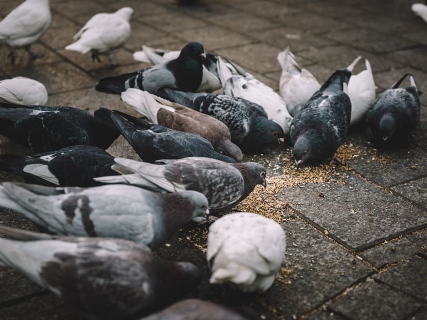 According to the Aljunied-Hougang Town Council, the pigeon culling exercise was led by a licensed specialist pest control contractor with approval from relevant authorities. According to the Aljunied-Hougang Town Council, the pigeon culling exercise was led by a licensed specialist pest control contractor with approval from relevant authorities.