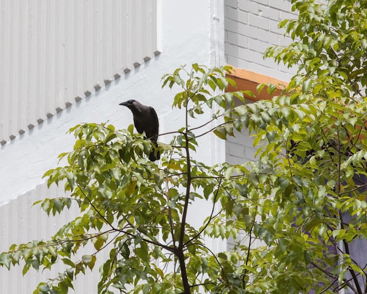 Explainer: What's behind attacks by crows and how the numbers of these birds are being managed