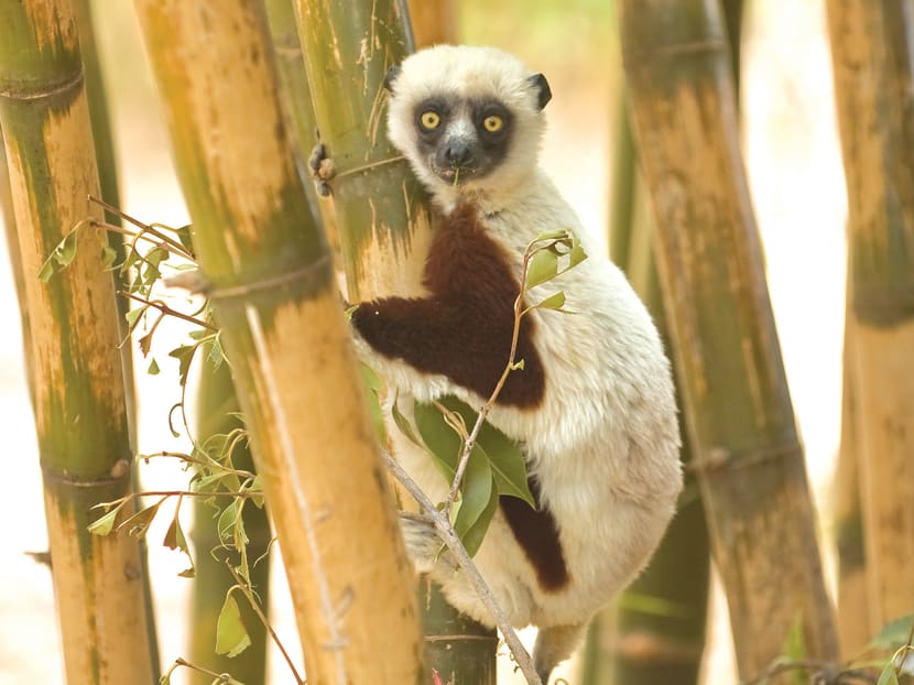 Travel 101: Antananarivo