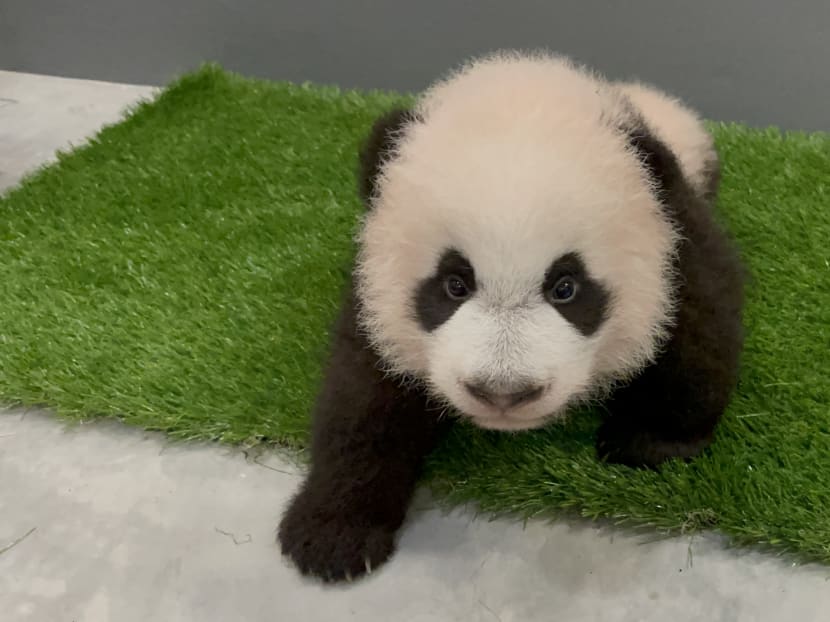 Singapore&rsquo;s panda cub is turning 100 days old and he's finally getting a name in December