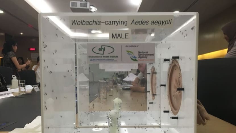 NEA to release Wolbachia-carrying males in mosquito control trial