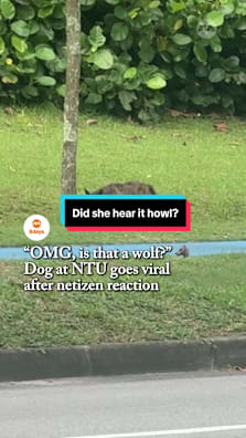 The Singapore Special, cared for by regular feeders, sparked a lighthearted viral moment and a serious reminder about illegal pet abandonment in the area. #8dayssg #8dayssgtrending #ntu #stray #sgfyp