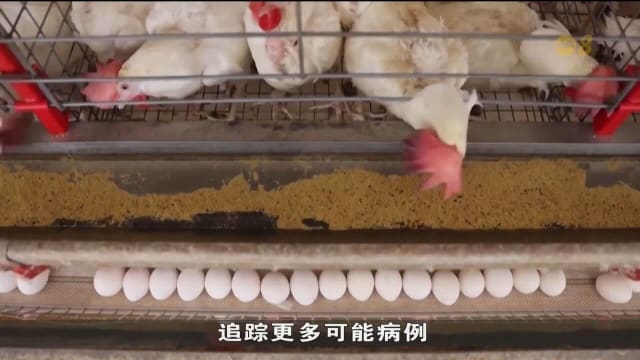 巴西首次爆发禽流感 多国紧急启动60天进口禁令