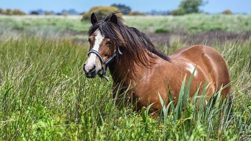 மனிதர் பயந்தால் குதிரைக்குத் தெரியும்
