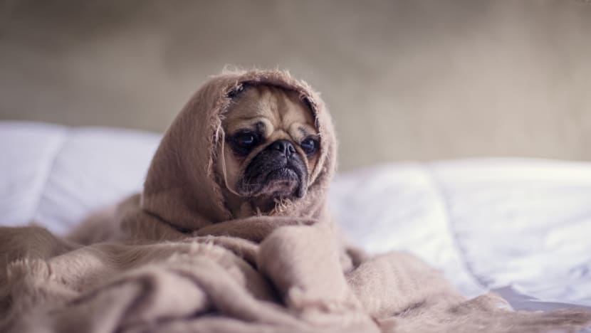 10 Things About Shelter Dogs That'll Make You Want To Adopt Right Now