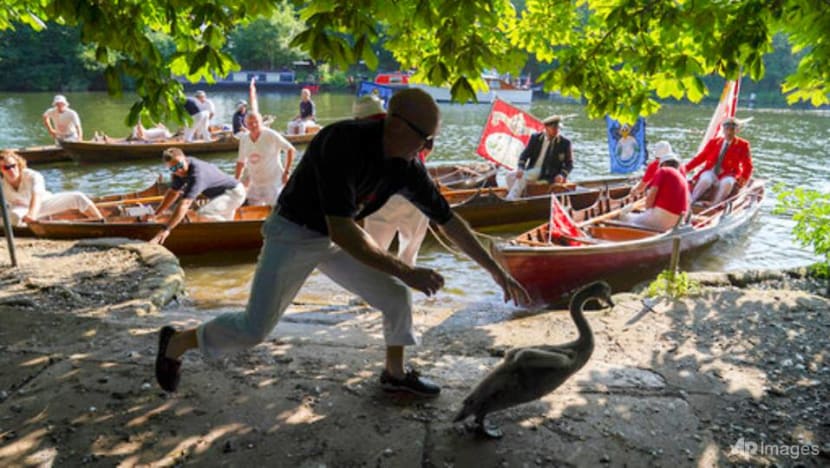 UK's royal swan census resumes on river after COVID-19 pandemic pause