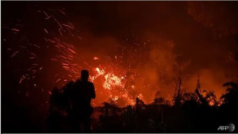 Minyak kelapa sawit punca 39% kemusnahan hutan Sabah, Sarawak dan Kalimantan sejak 2000