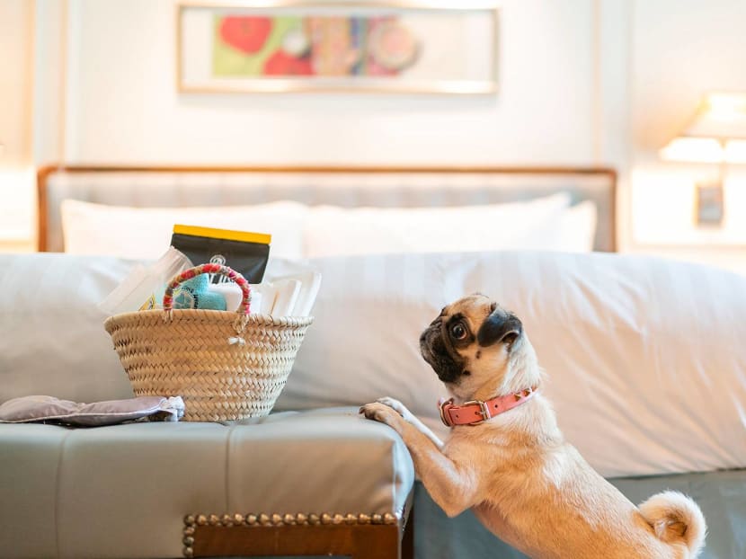 Wanna order room service for Fido? Yes, it's paw-sible.