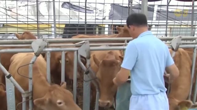 担心美产牛肉可能感染疯牛症 韩国目前只允许进口未满30个月的美国牛肉