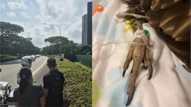 本月第二只 高山兀鹫东海岸获救四天后不治