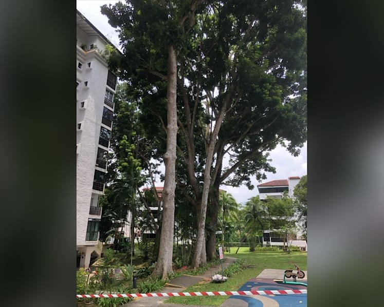 Residents at Dairy Farm Estate wrangle with condo management over removal of 35-year-old trees