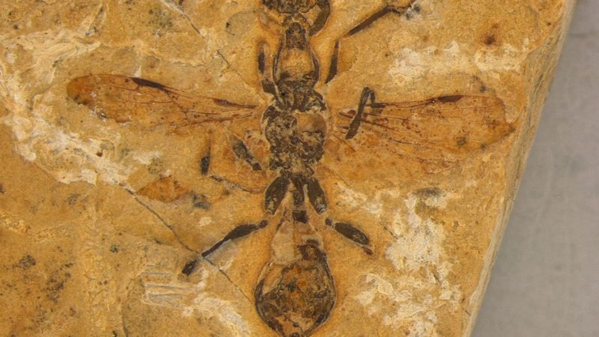 Oldest-known ant preserved in 113 million-year-old Brazilian fossil - Channel News Asia (Picture 1)