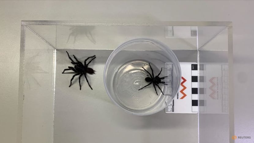 Australian scientists discover bigger species of deadly funnel web spiders Australian scientists discover bigger species of deadly funnel web spiders