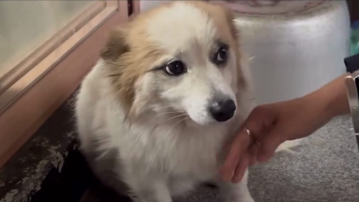 Pudding, the pet dog belonging to South Korean family in Jeju Air crash, rescued by animal rights group