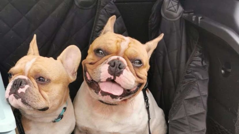 Dog trainer pleads guilty after two French bulldogs left in her car boot die Dog trainer pleads guilty after two French bulldogs left in her car boot die