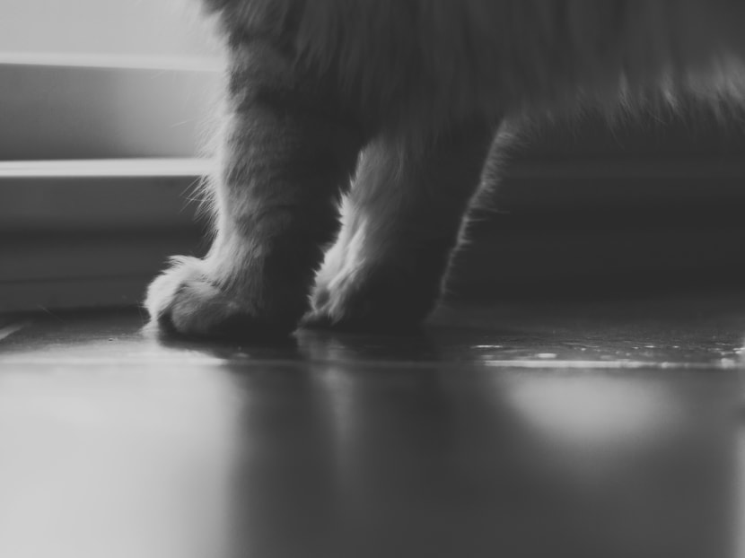 Pet cat in Hong Kong tests positive for Covid-19 after owner becomes infected