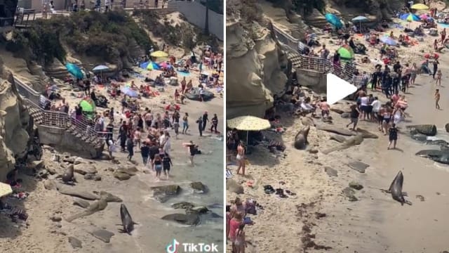 不爽被游客打扰？海狮发狂追赶 游客吓坏
