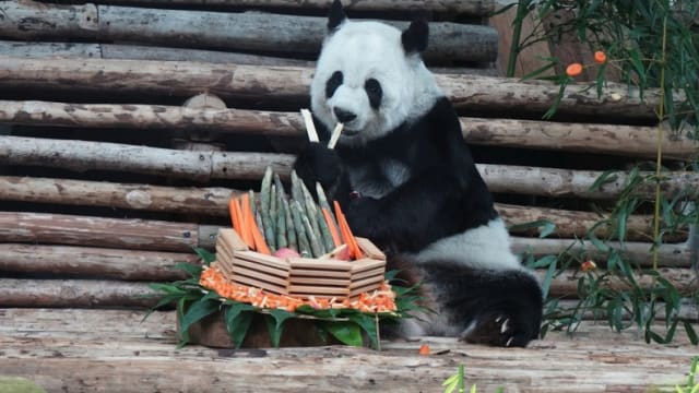 曾被拍到鼻颈出血 21岁旅泰熊猫“林惠”去世
