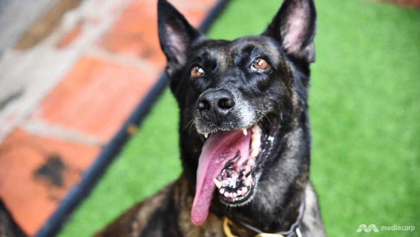 De-mining dogs to be given ‘world-first’ hero's retirement