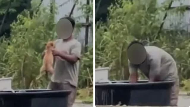 马国男子虐待幼犬浸水槽 12小时内落网