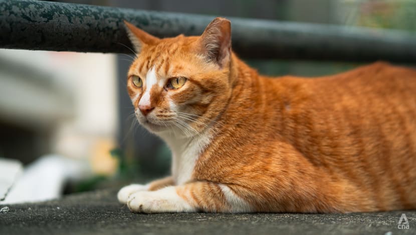 South Korean sentenced to 14 months in jail for killing 76 cats South Korean sentenced to 14 months in jail for killing 76 cats