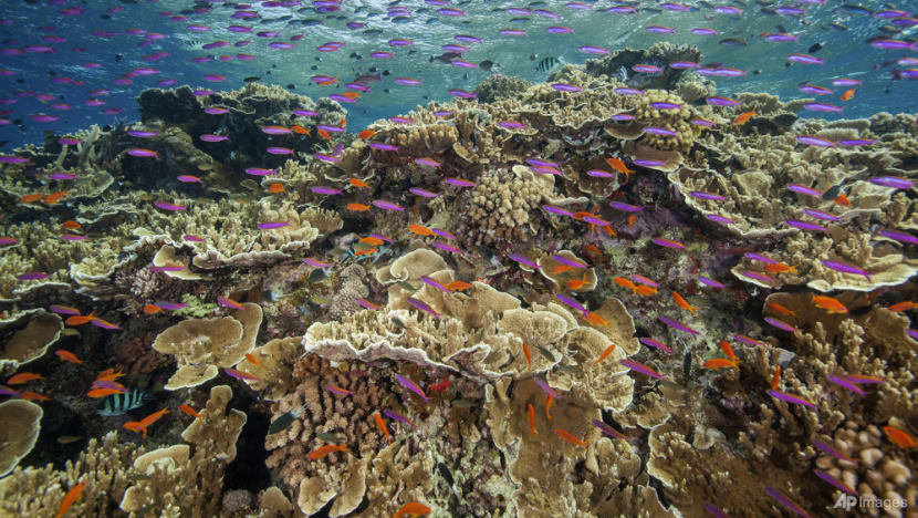 Australia pledges US$704 million to save Great Barrier Reef Australia pledges US$704 million to save Great Barrier Reef