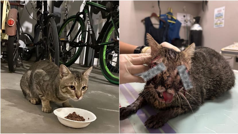 Punggol cat death: NParks says no evidence of deliberate act of cruelty, injuries likely from traffic accident Punggol cat death: NParks says no evidence of deliberate act of cruelty, injuries likely from traffic accident