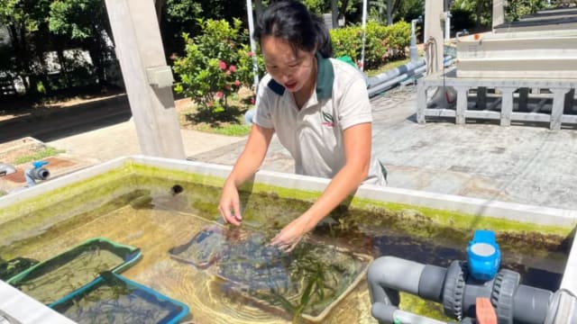 国家公园局同华侨银行携手修复海草 加强环境保护工作