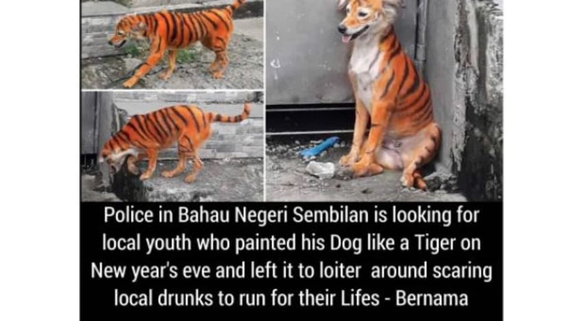 Gambar tular anjing menyerupai harimau bukan foto milik Bernama