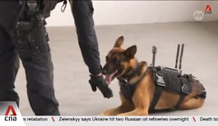 Camera mounted on police dogs on trial in Singapore to boost tactical operations