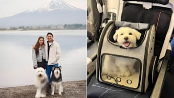 How S’poreans Travel With Pets To Japan & Europe Hassle-Free — No Business Class Or Private Jet Needed